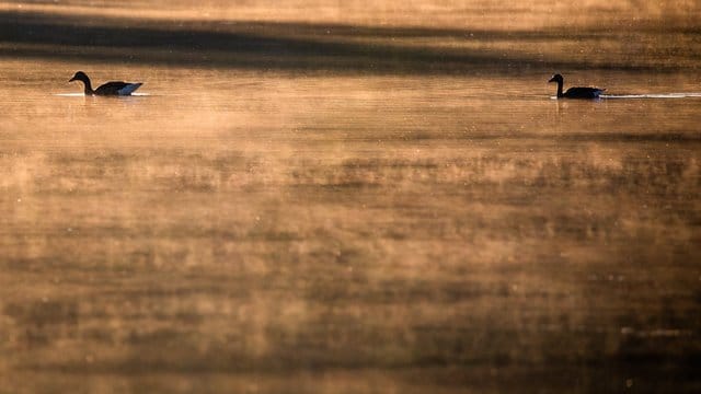 Während Nebelschwaden über den Max-Eyth-See hinweg ziehen, schwimmen Gänse über den See: Hier verendeten im vergangenen Jahr Zehntausende Fische. Während Nebelschwaden über den Max-Eyth-See hinweg ziehen, schwimmen Gänse über den See: Hier verendeten im vergangenen Jahr Zehntausende Fische.