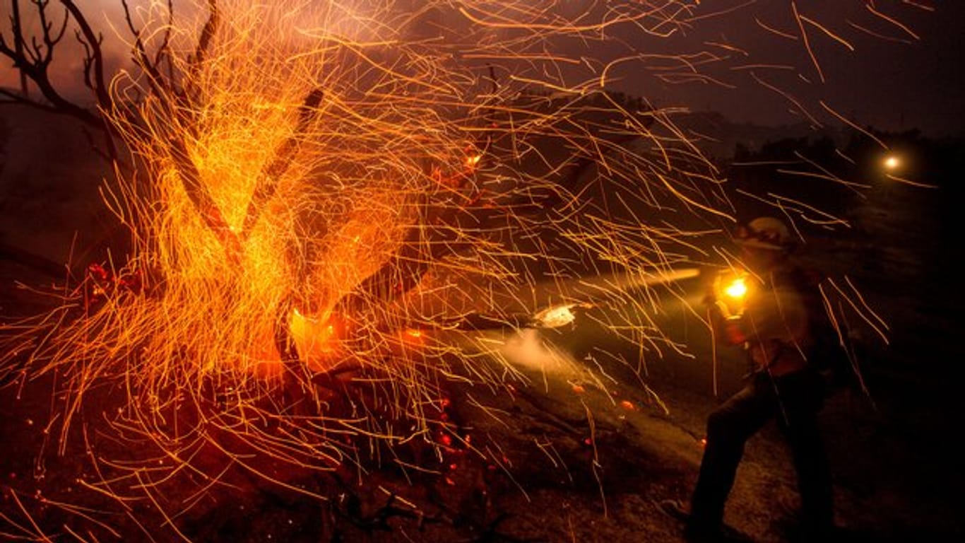 Der Wind weht die Glut von den Bäumen, während ein Feuerwehrmann gegen das Bobcat-Feuer in Los Angeles kämpft.