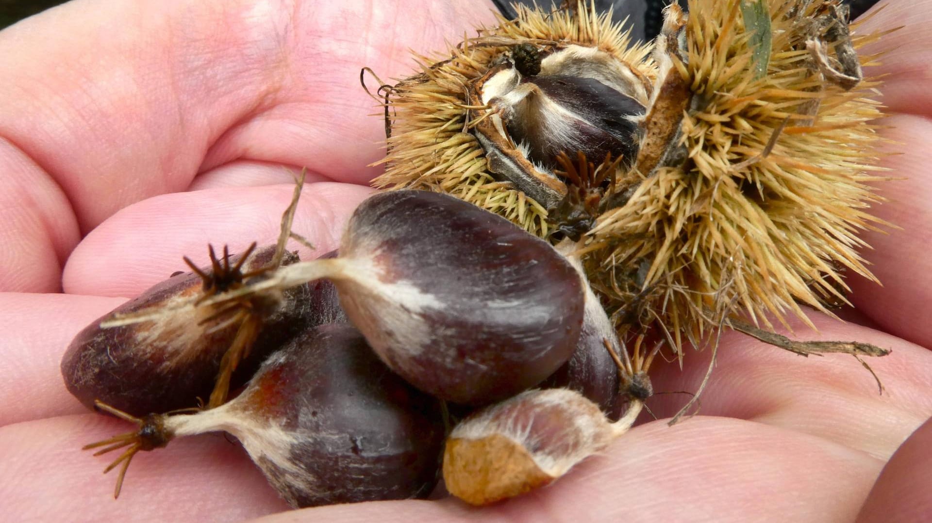 Esskastanien: Sie gelten gekocht oder geröstet als Gaumenschmaus.