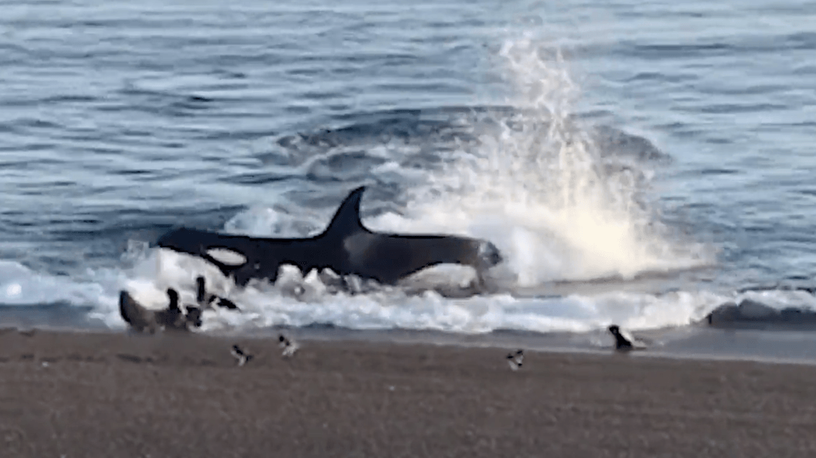 Einmaliger Anblick: Diese Szene aus Argentinien zeigt ein grausames Naturschauspiel, bei dem ein Wal am Strand auf die Jagd geht.