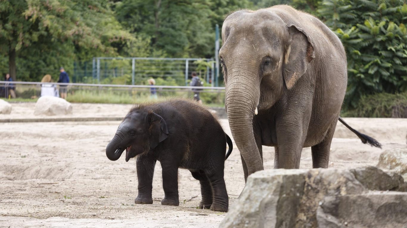 Elefantenkuh Kewa mit Sohn Edgar: Zusammen mit drei weiteren Dickhäutern ziehen sie nach Leipzig.