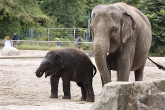Elefantenkuh Kewa mit Sohn Edgar: Zusammen mit drei weiteren Dickhäutern ziehen sie nach Leipzig.