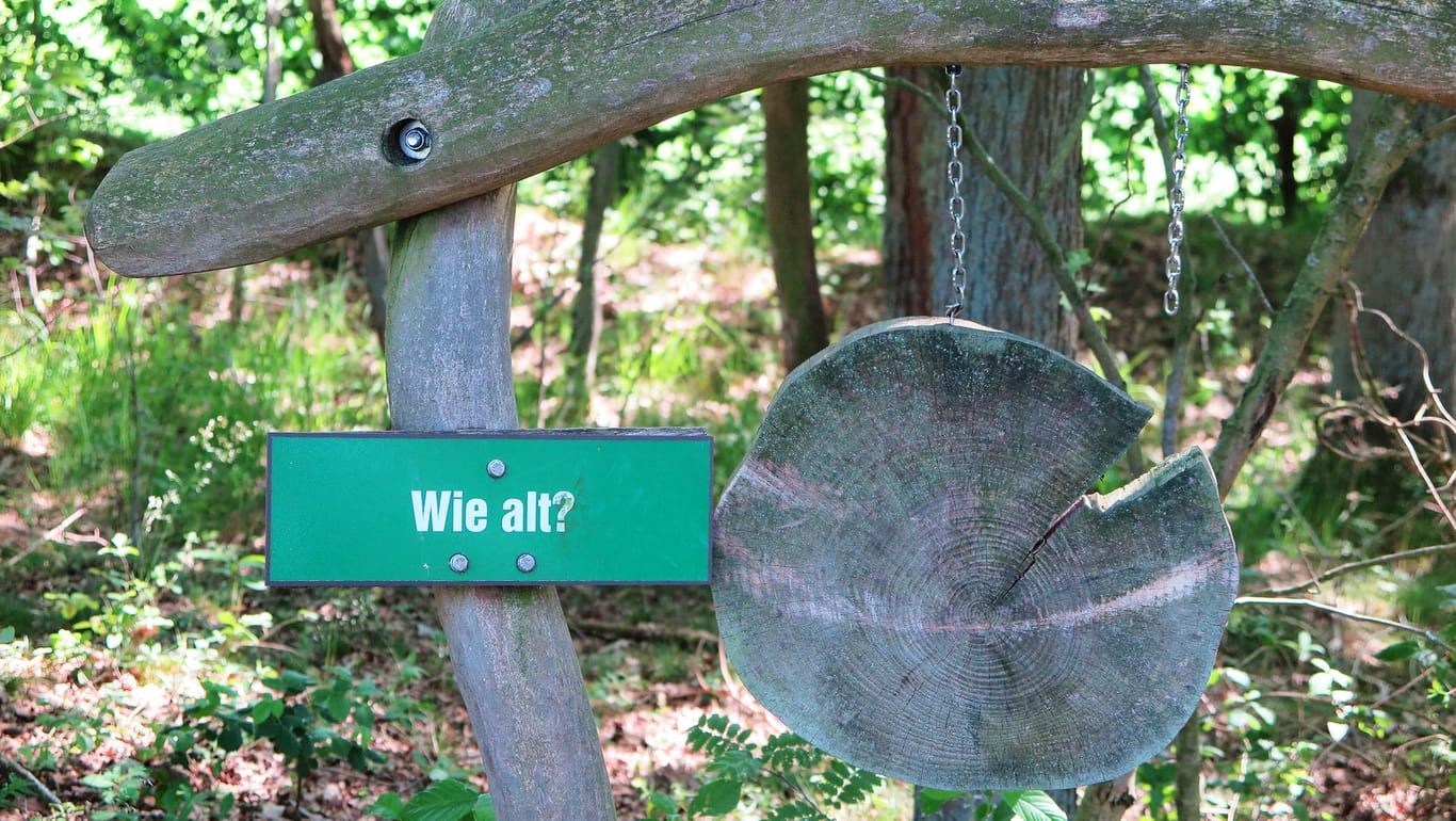 Die Natur als großes Klassenzimmer: Erlebnispfad im Waldgebiet am Naturpark Aukrug.