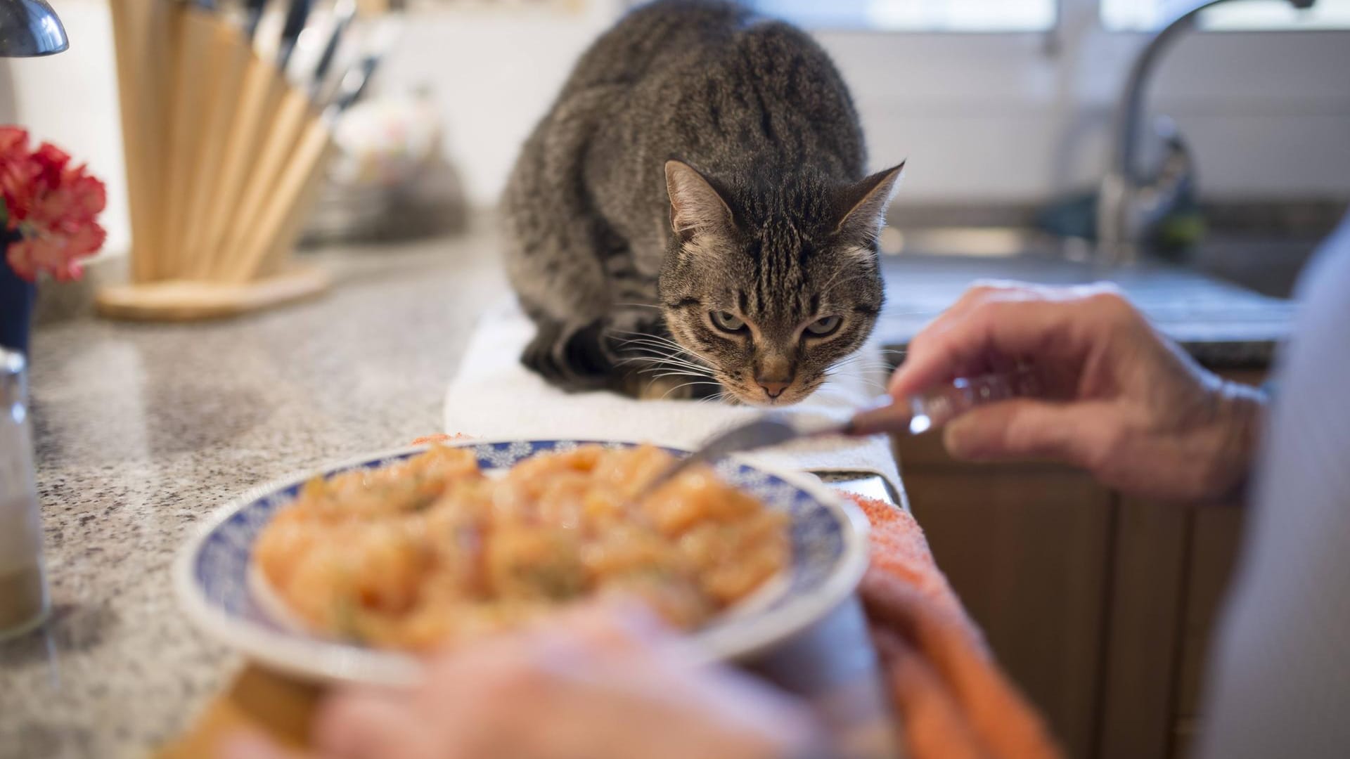 Tabuzone: Wer Katzen vom Esstisch fernhalten möchte, muss ihnen klare Grenzen setzen – und Alternativen bieten.