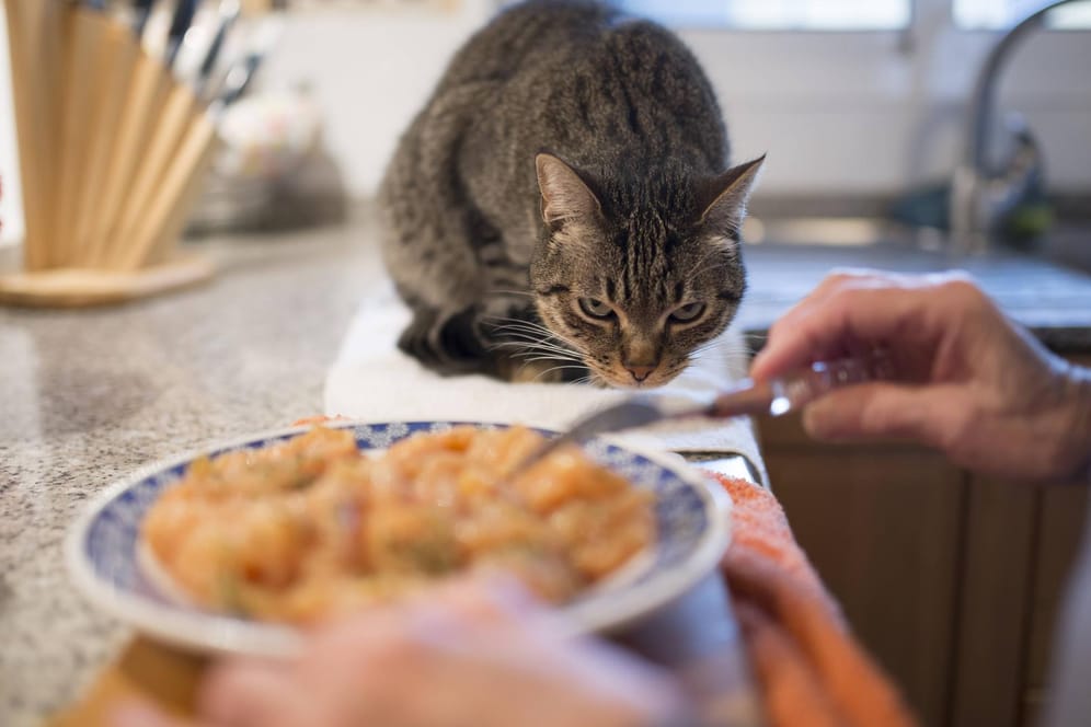 Tabuzone: Wer Katzen vom Esstisch fernhalten möchte, muss ihnen klare Grenzen setzen – und Alternativen bieten.
