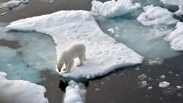 Ein Eisbär steht im Nordpolarmeer auf einer Eisscholle.