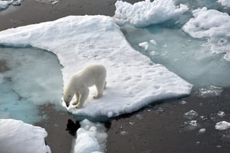 Ein Eisbär steht im Nordpolarmeer auf einer Eisscholle.