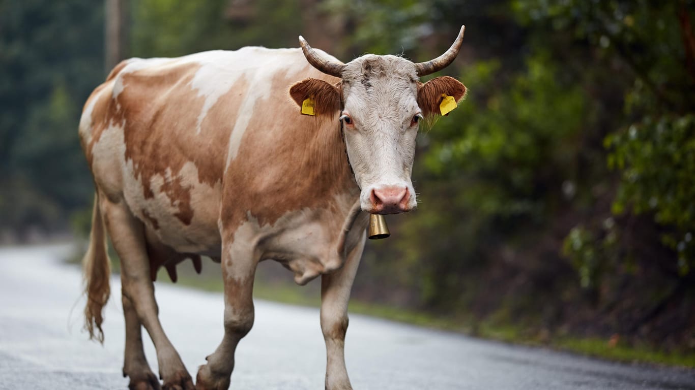 Eine Kuh läuft auf einer Straße (Symbolbild): Weil sie auf dem Weg zum Schlachter entlaufen ist, hat ein Polizist eine Kuh erschossen. Der Besitzer bekommt nun Schadensersatz.
