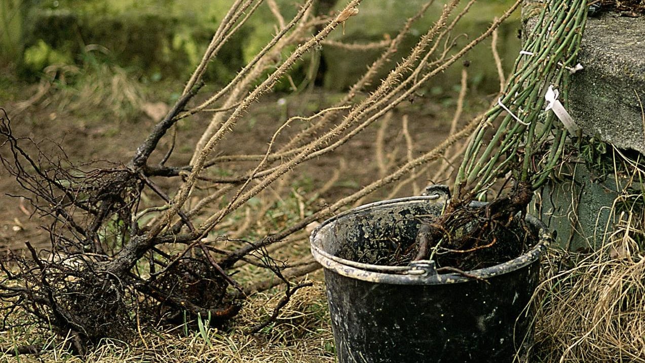 Wurzelnackte Rosen: Sie sollten vor dem Einpflanzen gewässert werden.