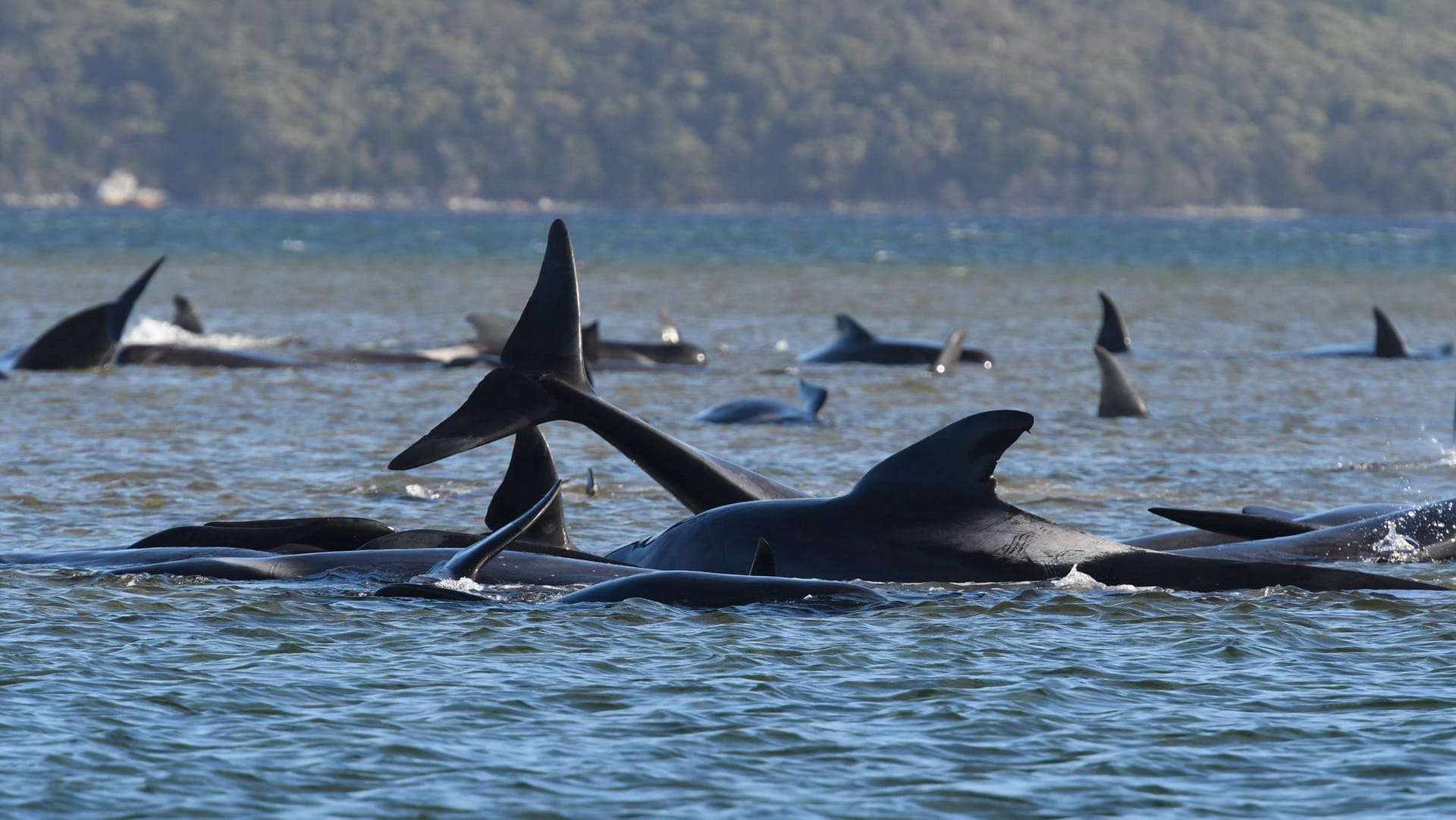 Wale vor Tasmanien (Archivfoto): Biologen sprechen von der größten bisher vor Tasmanien verzeichneten Strandung.