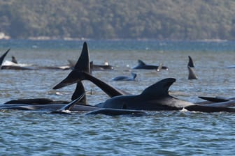 Wale vor Tasmanien (Archivfoto): Biologen sprechen von der größten bisher vor Tasmanien verzeichneten Strandung.