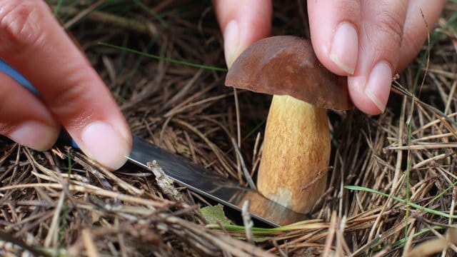 Pilzsaison: Sie ist in vollem Gange – nur leider fehlt an vielen Orten im Wald der für Pilze lebenswichtige Regen.