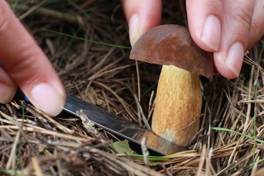 Pilzsaison: Sie ist in vollem Gange – nur leider fehlt an vielen Orten im Wald der für Pilze lebenswichtige Regen.