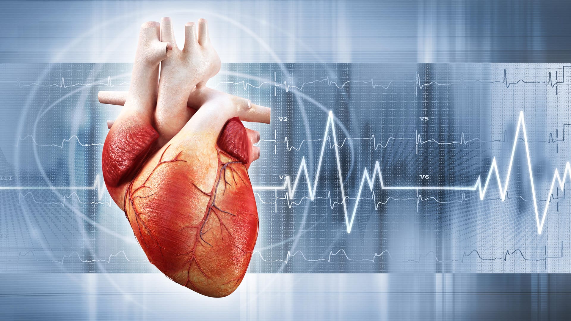 Darstellung des menschlichen Herzens: Seltene Herzerkrankungen wie das Brugada-Syndrom oder das Panzerherz werden oft erst spät entdeckt.