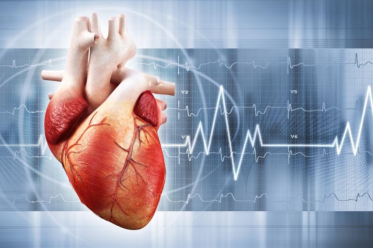 Darstellung des menschlichen Herzens: Seltene Herzerkrankungen wie das Brugada-Syndrom oder das Panzerherz werden oft erst spät entdeckt.