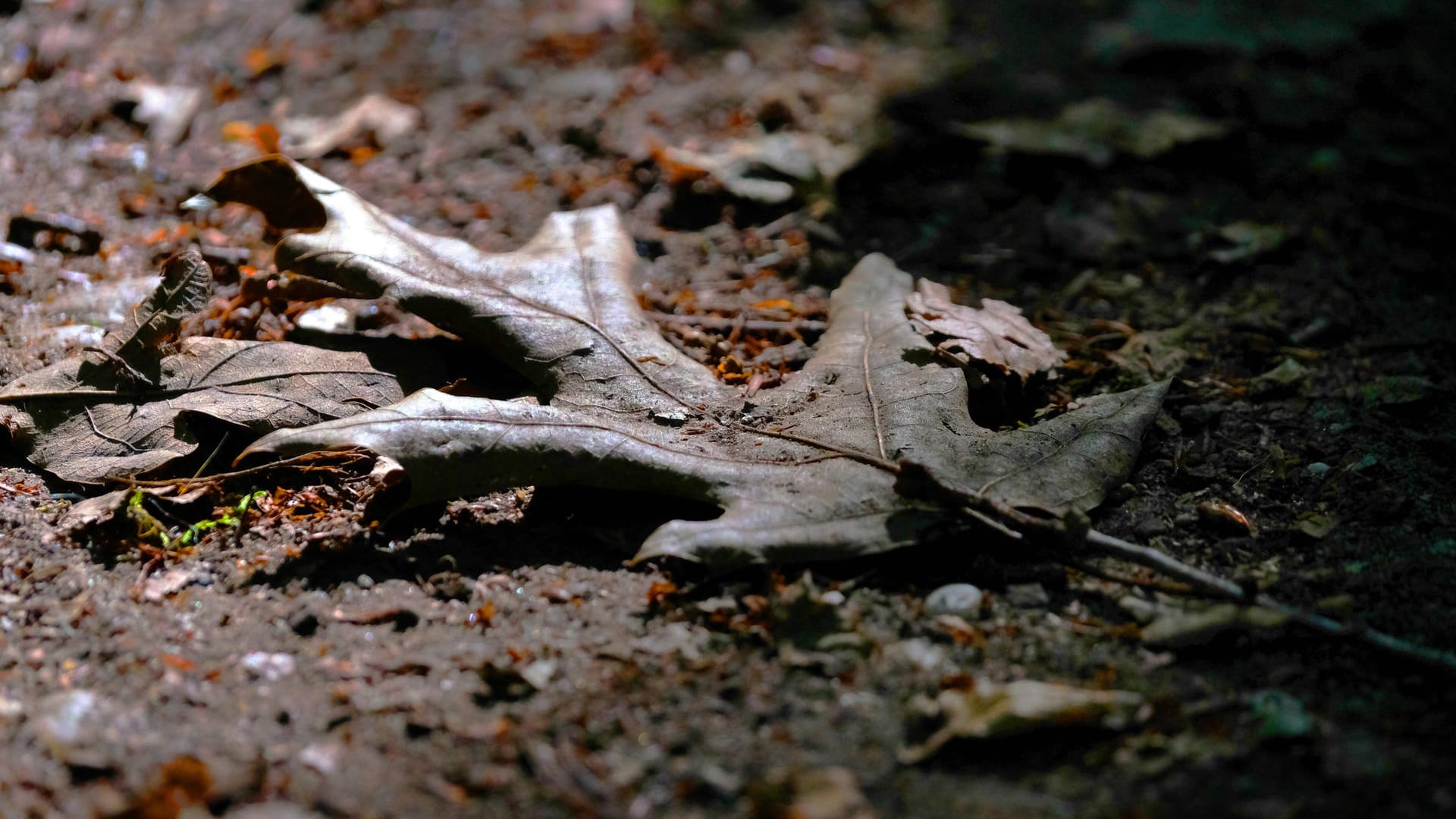 Ein Blatt liegt auf dem Waldboden (Symbolbild): In Wolfsburg ist ein Mann von einem unbekanntem Täter im Wald überfallen worden.