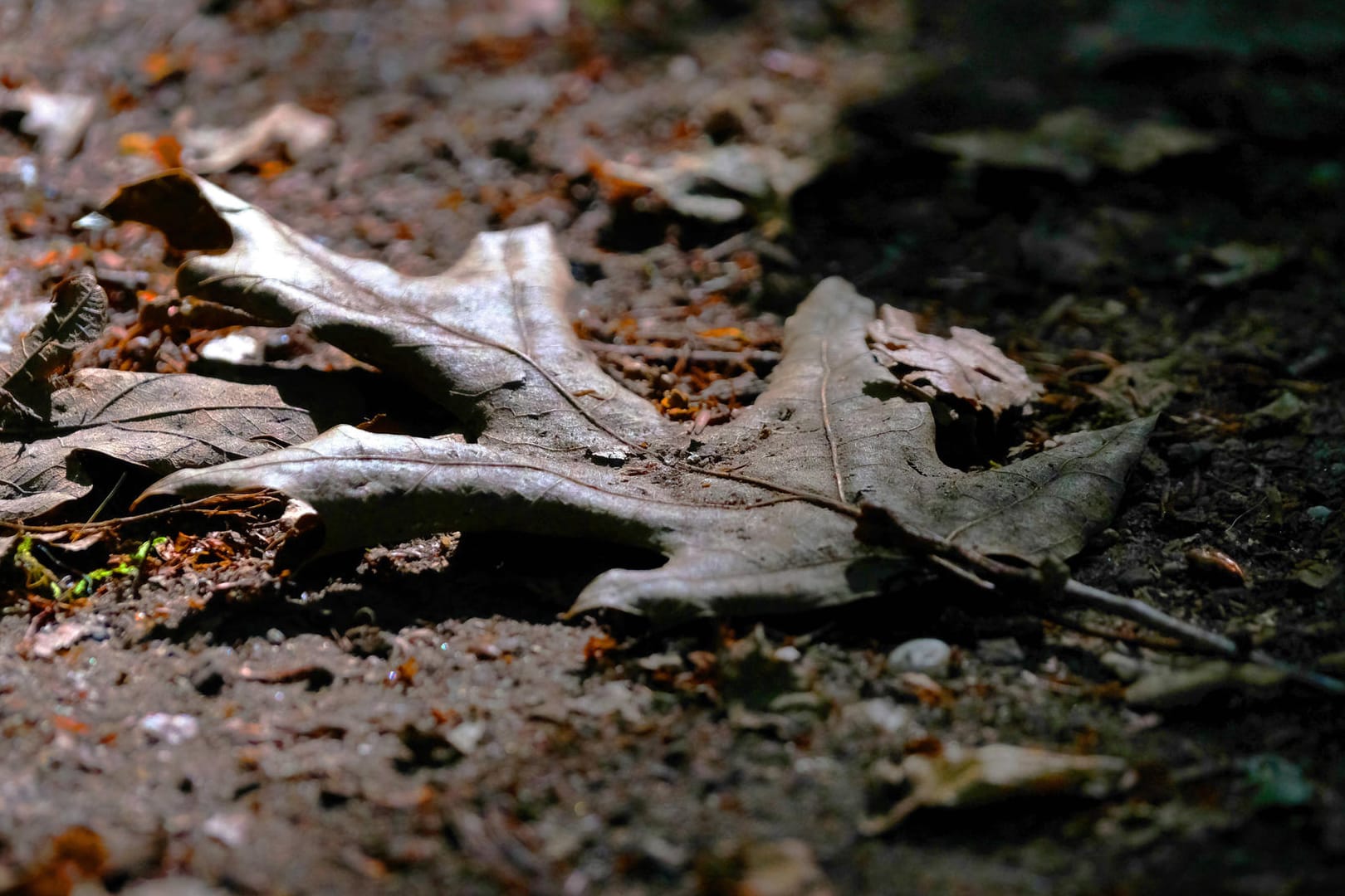 Ein Blatt liegt auf dem Waldboden (Symbolbild): In Wolfsburg ist ein Mann von einem unbekanntem Täter im Wald überfallen worden.