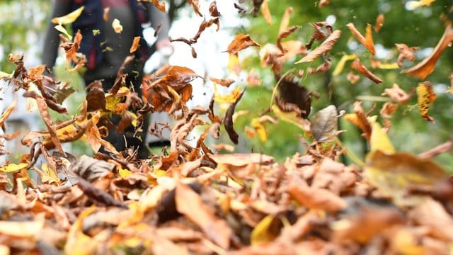 Laubsauger erleichtern zwar die Arbeit von Gartenbesitzern, dafür sind sie aber auch sehr laut und gefährlich für kleine Tiere.