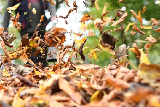 Laubsauger erleichtern zwar die Arbeit von Gartenbesitzern, dafür sind sie aber auch sehr laut und gefährlich für kleine Tiere. Laubsauger erleichtern zwar die Arbeit von Gartenbesitzern, dafür sind sie aber auch sehr laut und gefährlich für kleine Tiere.