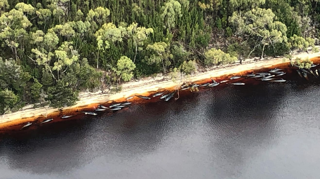 Australien, Strahan: Walkadaver liegen am Strand von Strahan. Zu Hunderten wurden sie an den Strand und auf Sandbänke vor der Westküste Tasmaniens gespült.