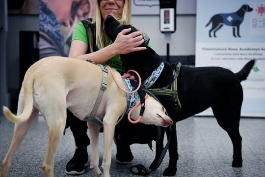 Die Covid-19-Spürhunde K'ssi (l) und Miina sollen in Helsinki Corona-Infektionen bei Menschen erschnüffeln, noch bevor diese Symptome zeigen.