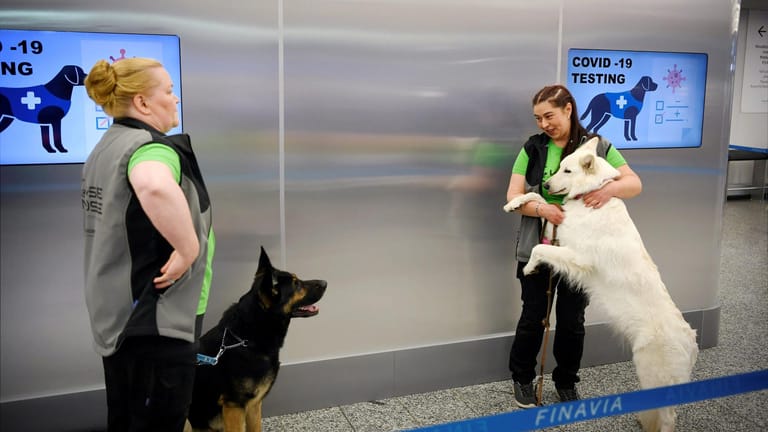 Kampf gegen Corona: Die Spürhunde Valo (l) und E.T. demonstrieren mit ihren Trainerinnen während einer Pressekonferenz am Flughafen Helsinki-Vantaa ihre Fähigkeit, Corona-Infektionen bei Menschen zu erschnüffeln.
