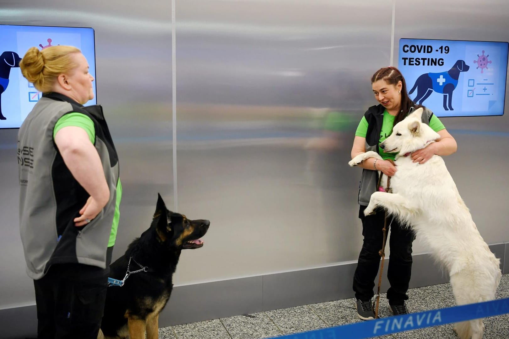 Kampf gegen Corona: Die Spürhunde Valo (l) und E.T. demonstrieren mit ihren Trainerinnen während einer Pressekonferenz am Flughafen Helsinki-Vantaa ihre Fähigkeit, Corona-Infektionen bei Menschen zu erschnüffeln.