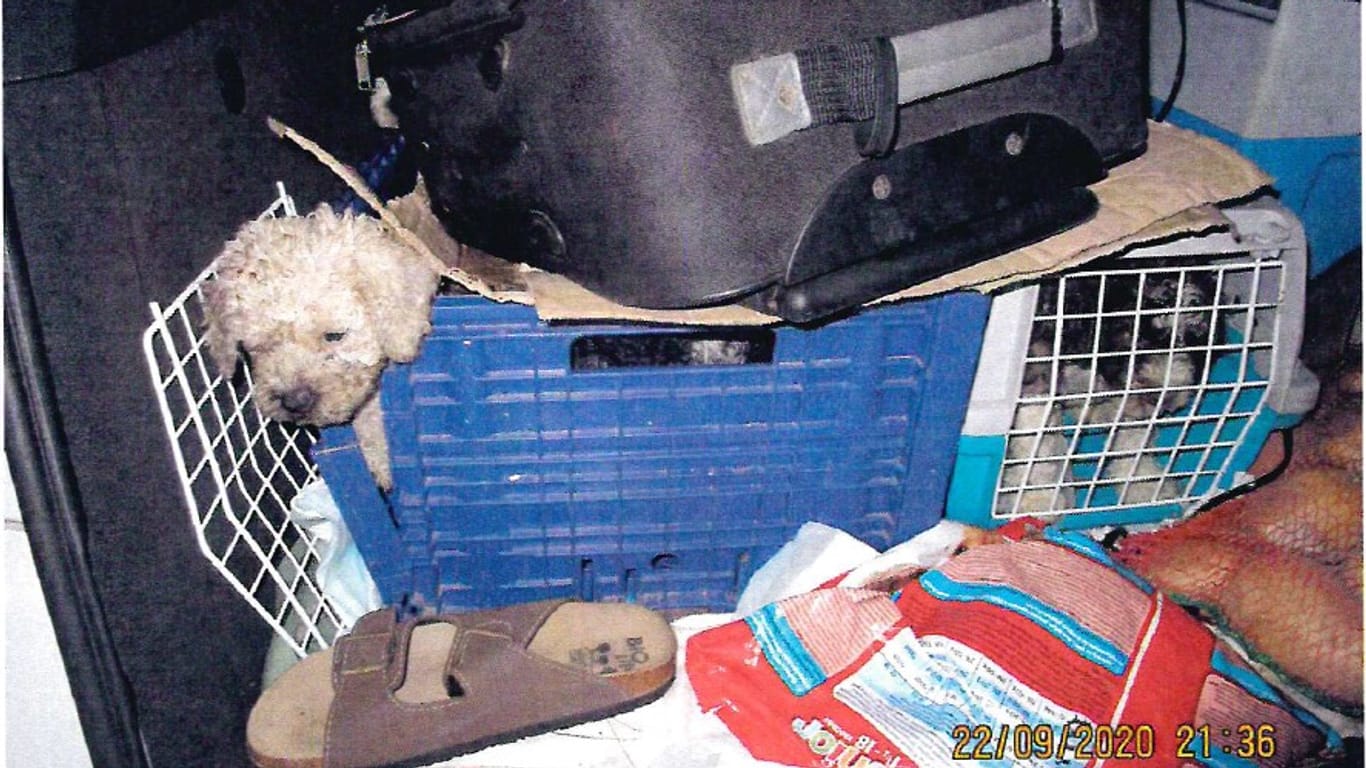 Hundwelpen sitzen in einer Box im Kofferraum eines Transporters: Die Polizei Dortmund hat die Kleinen befreit.