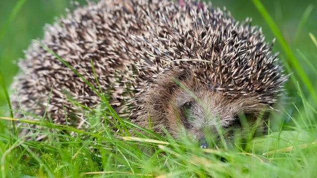 Igel im Gras: In Hessen ermittelt die Polizei wegen des Verdachts des Tötens von Wirbeltieren ohne vernünftigen Grund. (Symbolfoto)