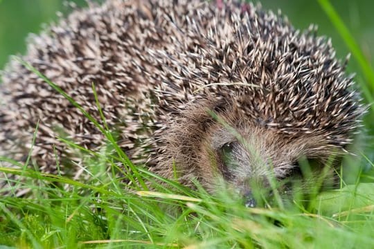 Igel im Gras: In Hessen ermittelt die Polizei wegen des Verdachts des Tötens von Wirbeltieren ohne vernünftigen Grund. (Symbolfoto)