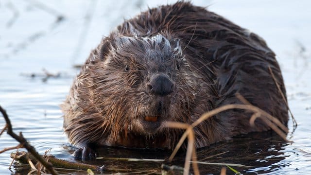 Ein Biber knabbert die Rinde von Weidenästen ab: In Bayern hat ein Artgenosse einen Rechtsstreit ausgelöst. (Symbolfoto)