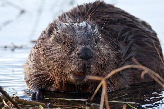 Ein Biber knabbert die Rinde von Weidenästen ab: In Bayern hat ein Artgenosse einen Rechtsstreit ausgelöst. (Symbolfoto)