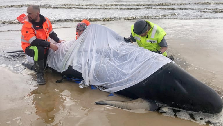 Helfer knien neben einen gestandeten Wal an der Westküste Tasmaniens: Nur 88 der fast 500 Tiere konnten gerettet werden.