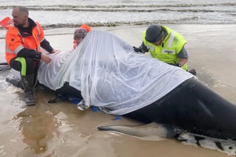 Helfer knien neben einen gestandeten Wal an der Westküste Tasmaniens: Nur 88 der fast 500 Tiere konnten gerettet werden.