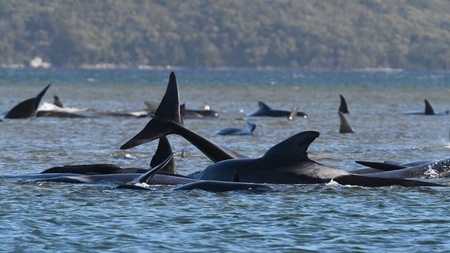 Grindwale sind an einer Sandbank im Hafen von Macquarie in der Nähe von Strahan an der Westküste Tasmaniens gestrandet. Grindwale sind an einer Sandbank im Hafen von Macquarie in der Nähe von Strahan an der Westküste Tasmaniens gestrandet.