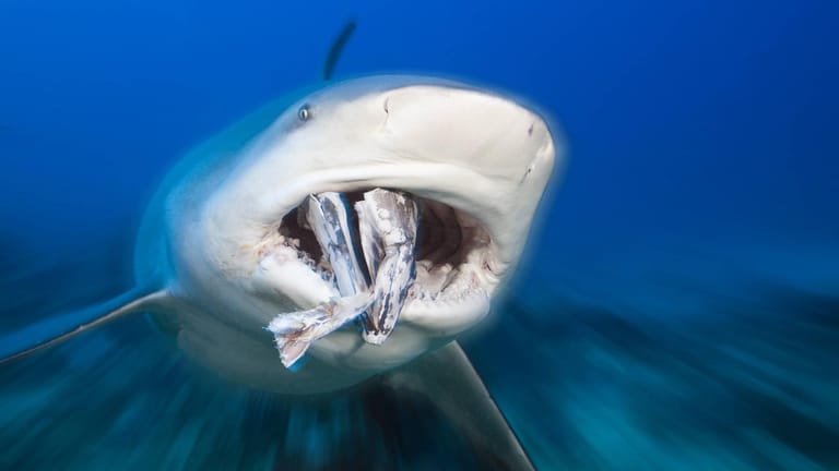 Ein Bullenhai im Ozean (Symbolfoto): Bei einem Haiangriff hat eine schwangere Frau ihren Mann gerettet.
