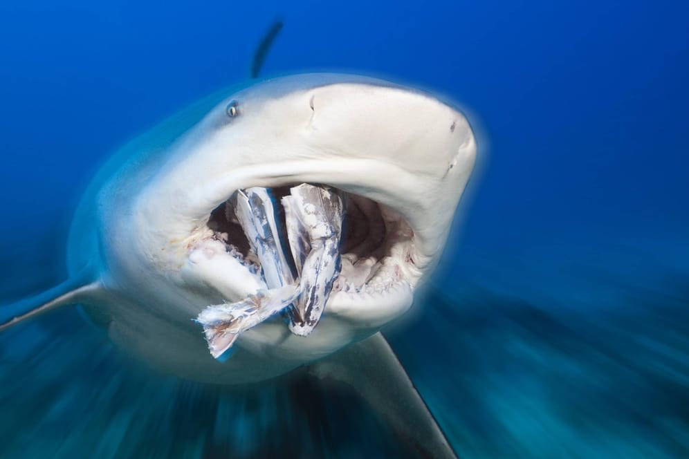 Ein Bullenhai im Ozean (Symbolfoto): Bei einem Haiangriff hat eine schwangere Frau ihren Mann gerettet.