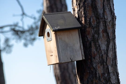 Ende September kann man im Garten die Nistkästen reinigen - dann fühlen sich im Frühjahr hier auch Vögel wieder wohl.