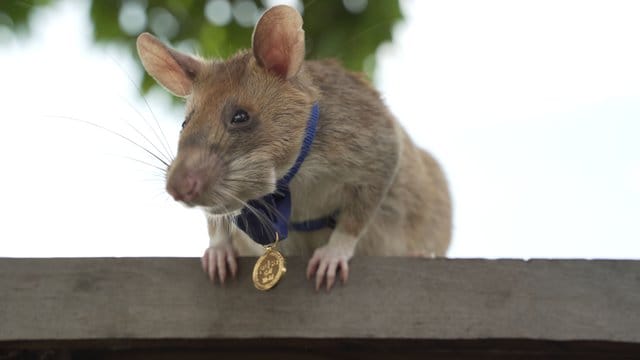 Ratte "Magawa": Sie wurde mit einer Goldmedaille ausgezeichnet.