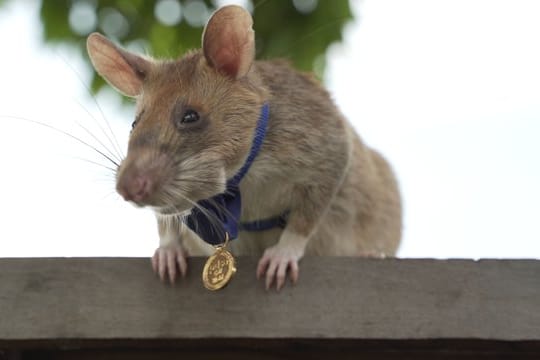 Ratte "Magawa": Sie wurde mit einer Goldmedaille ausgezeichnet.