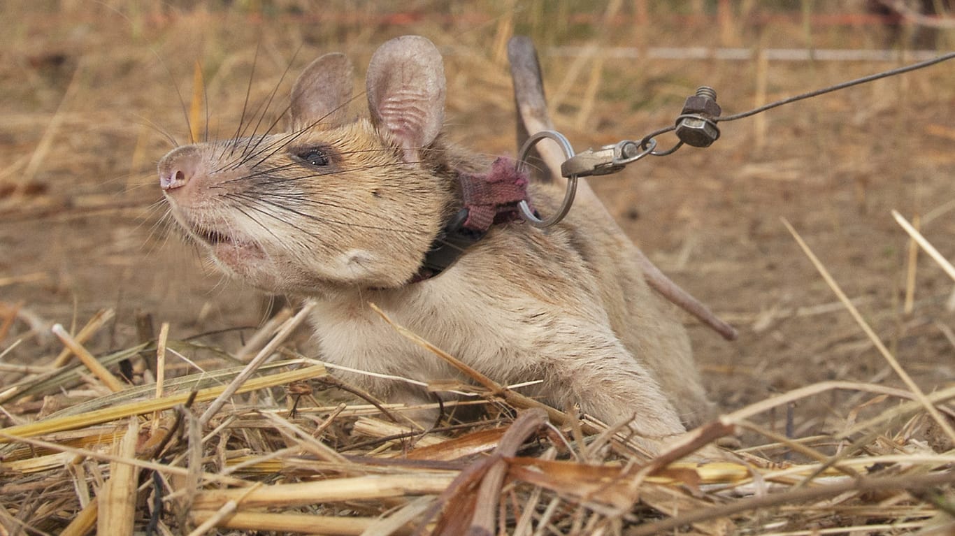 Ratte "Magawa": Sie hat für ihre Arbeit den höchsten britischen Tierorden erhalten.