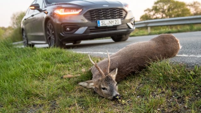 Ließ sich ein Wildunfall nicht verhindern, ist als erstes die Unfallstelle zu sichern, unter anderem mit dem Warnblinker. Ließ sich ein Wildunfall nicht verhindern, ist als erstes die Unfallstelle zu sichern, unter anderem mit dem Warnblinker.