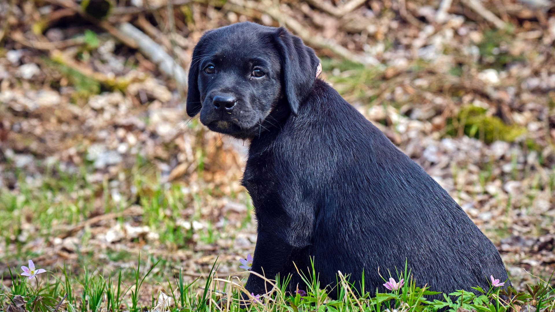 Ein Hundewelpe: In Mexiko sollen mindestens elf Tiere Schlangen zum Fraß vorgeworfen worden sein. (Symbolbild)