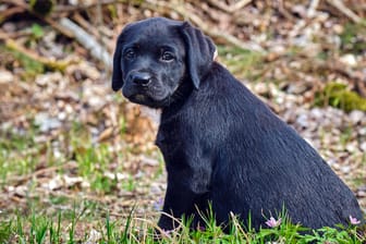 Ein Hundewelpe: In Mexiko sollen mindestens elf Tiere Schlangen zum Fraß vorgeworfen worden sein. (Symbolbild)