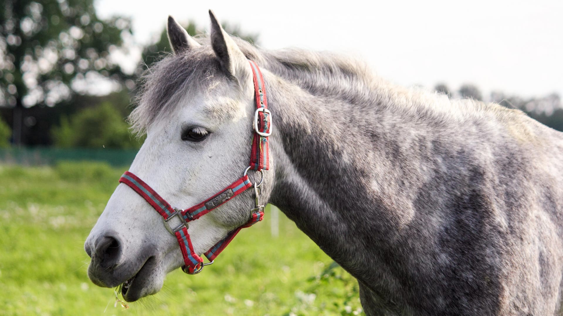 Ein Pferd auf einer Koppel: In NRW wurde ein Tier getötet. (Symbolbild)