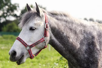 Ein Pferd auf einer Koppel: In NRW wurde ein Tier getötet. (Symbolbild)