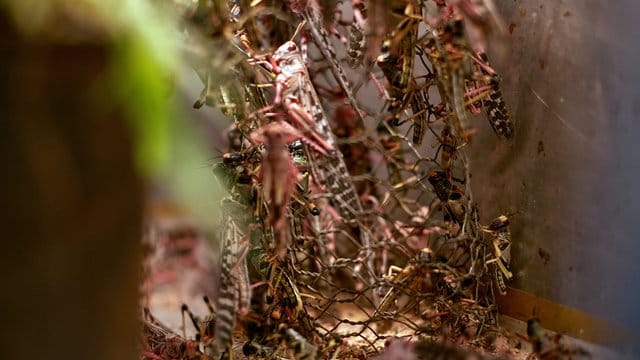 Wüstenheuschrecken in Aufzuchtbox: Öle aus den Insekten enthalten im Vergleich zu Pflanzenölen mehr Omega-3-Fettsäuren, Vitamin E und Antioxidationsmittel.