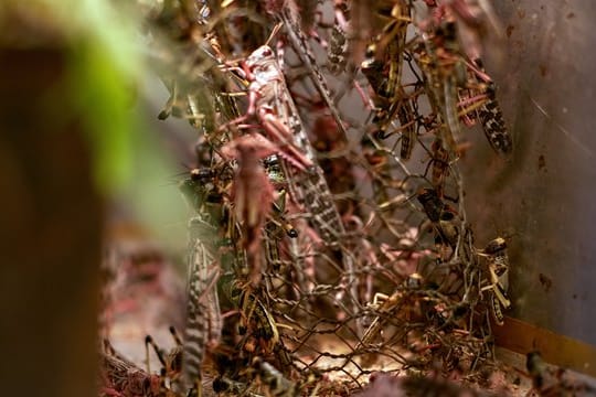 Wüstenheuschrecken in Aufzuchtbox: Öle aus den Insekten enthalten im Vergleich zu Pflanzenölen mehr Omega-3-Fettsäuren, Vitamin E und Antioxidationsmittel.