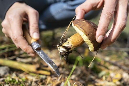 Maronen gehören zu den Röhren-Pilzen.
