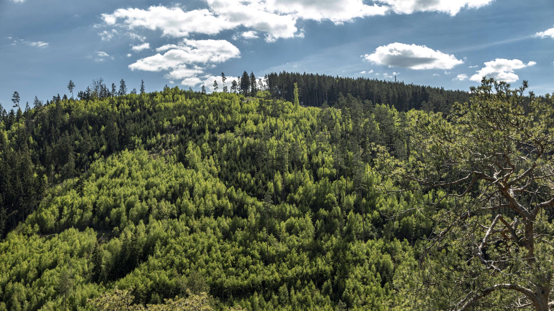 Blick auf den Wald in der Nähe von Saalfeld: Mehrere Tage suchten Beamte nach der 46-Jährigen. (Symbolbild)